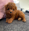 Photo №1. poodle (royal) - for sale in the city of Франкфурт-на-Майне | negotiated | Announcement № 48910