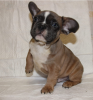 Photo №2 to announcement № 9908 for the sale of french bulldog - buy in Russian Federation private announcement, from nursery