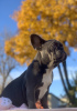Additional photos: Boy lilak french bulldog