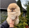 Photo №2 to announcement № 26116 for the sale of pomeranian - buy in Czech Republic breeder