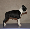 Additional photos: Boston terrier puppies for sale