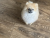 Photo №2 to announcement № 56034 for the sale of pomeranian - buy in Belarus breeder