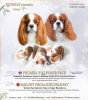 Photo №1. cavalier king charles spaniel - for sale in the city of Daugavpils | negotiated | Announcement № 95739