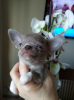 Photo №4. I will sell chihuahua in the city of New York. private announcement - price - 500$