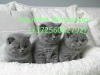 Photo №1. british shorthair - for sale in the city of Helsinki | 423$ | Announcement № 121113