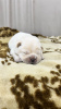 Photo №2 to announcement № 101362 for the sale of chow chow - buy in Kazakhstan private announcement, breeder