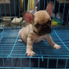 Photo №3. FRENCH BULLDOG PUPPIES FOR SALE MANILA ,09457024296 DOGS. Philippines