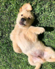 Photo №2 to announcement № 17099 for the sale of golden retriever - buy in Switzerland private announcement, breeder