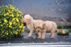 Additional photos: Miniature poodle