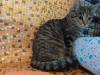 Photo №3. Baby kittens Tisha and Tasya are looking for a home!. Russian Federation