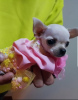 Photo №3. Princess Mini Chihuahuas. Serbia