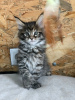 Photo №2 to announcement № 44314 for the sale of maine coon - buy in Moldova from nursery