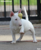 Additional photos: Mini Bull Terrier puppies