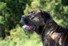 Additional photos: Cane Corso puppies