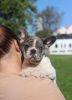 Photo №2 to announcement № 68696 for the sale of french bulldog - buy in Belarus 