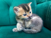 Photo №3. Healthy Scottish fold kittens available now with all documents. Germany