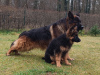 Photo №1. Mating service - breed: german shepherd. Price - 317$