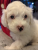 Photo №2 to announcement № 93410 for the sale of maltese dog - buy in United States private announcement
