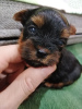 Additional photos: Yorkie/Kawaiiork puppies