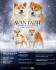 Photo №1. shiba inu - for sale in the city of Minsk | negotiated | Announcement № 33081