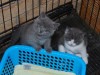 Photo №1. british shorthair - for sale in the city of Стамбул | negotiated | Announcement № 13527