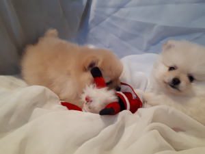 Photo №2 to announcement № 3814 for the sale of pomeranian - buy in Russian Federation breeder