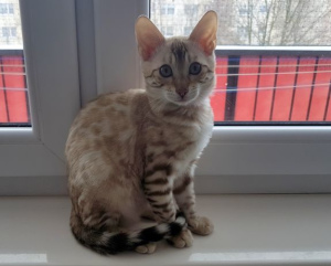 Photo №2 to announcement № 836 for the sale of bengal cat - buy in Poland private announcement, breeder