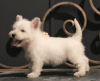 Additional photos: west highland white terrier puppy female