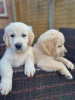 Photo №1. golden retriever - for sale in the city of Антверпен | Is free | Announcement № 116292