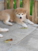 Photo №4. I will sell akita in the city of Belgrade. breeder - price - negotiated