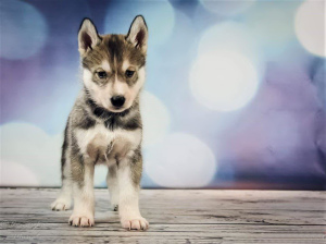 Photo №2 to announcement № 1013 for the sale of siberian husky - buy in Poland private announcement, from nursery, breeder