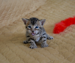 Photo №2 to announcement № 2931 for the sale of bengal cat - buy in Russian Federation private announcement, from nursery