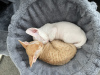 Additional photos: Devon Rex kittens