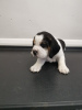 Photo №3. Beagle puppies for free adoption. Germany