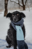 Photo №3. Incredibly affectionate Blueberry is looking for a family.. Russian Federation