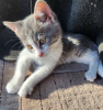 Photo №1. european shorthair - for sale in the city of Vienna | 317$ | Announcement № 89393