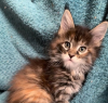 Photo №1. maine coon - for sale in the city of Hüttwilen | 423$ | Announcement № 116677