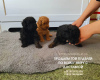 Photo №3. Cute and playful mini toy poodle puppies are looking for a family. Germany