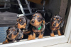 Photo №4. I will sell dachshund in the city of Baltimore. breeder - price - 500$