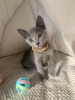 Photo №1. russian blue - for sale in the city of Hille | 264$ | Announcement № 121659