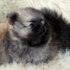 Photo №4. I will sell pomeranian in the city of Drogusza. breeder - price - negotiated