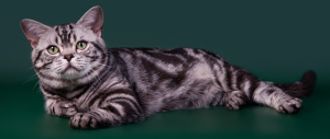 Photo №1. Mating service - breed: american shorthair. Price - 713$