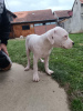 Photo №2 to announcement № 126413 for the sale of dogo argentino - buy in Serbia private announcement