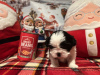 Photo №2 to announcement № 84037 for the sale of shih tzu - buy in United States private announcement
