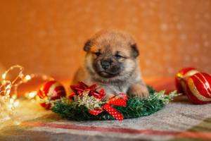 Photo №4. I will sell shiba inu in the city of Saratov. from nursery - price - 1775$
