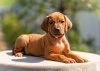 Photo №1. rhodesian ridgeback - for sale in the city of Москва | 1500$ | Announcement № 53361