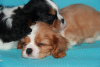 Photo №2 to announcement № 8951 for the sale of cavalier king charles spaniel - buy in Russian Federation private announcement