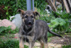 Additional photos: Charming puppies Mark and Mira are urgently looking for a home