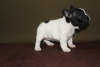 Additional photos: french bulldog puppies