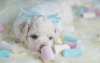 Additional photos: Bichon Friesian puppies